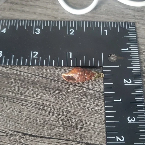 Brown Shell Pendant with‎ Gold Accent P305